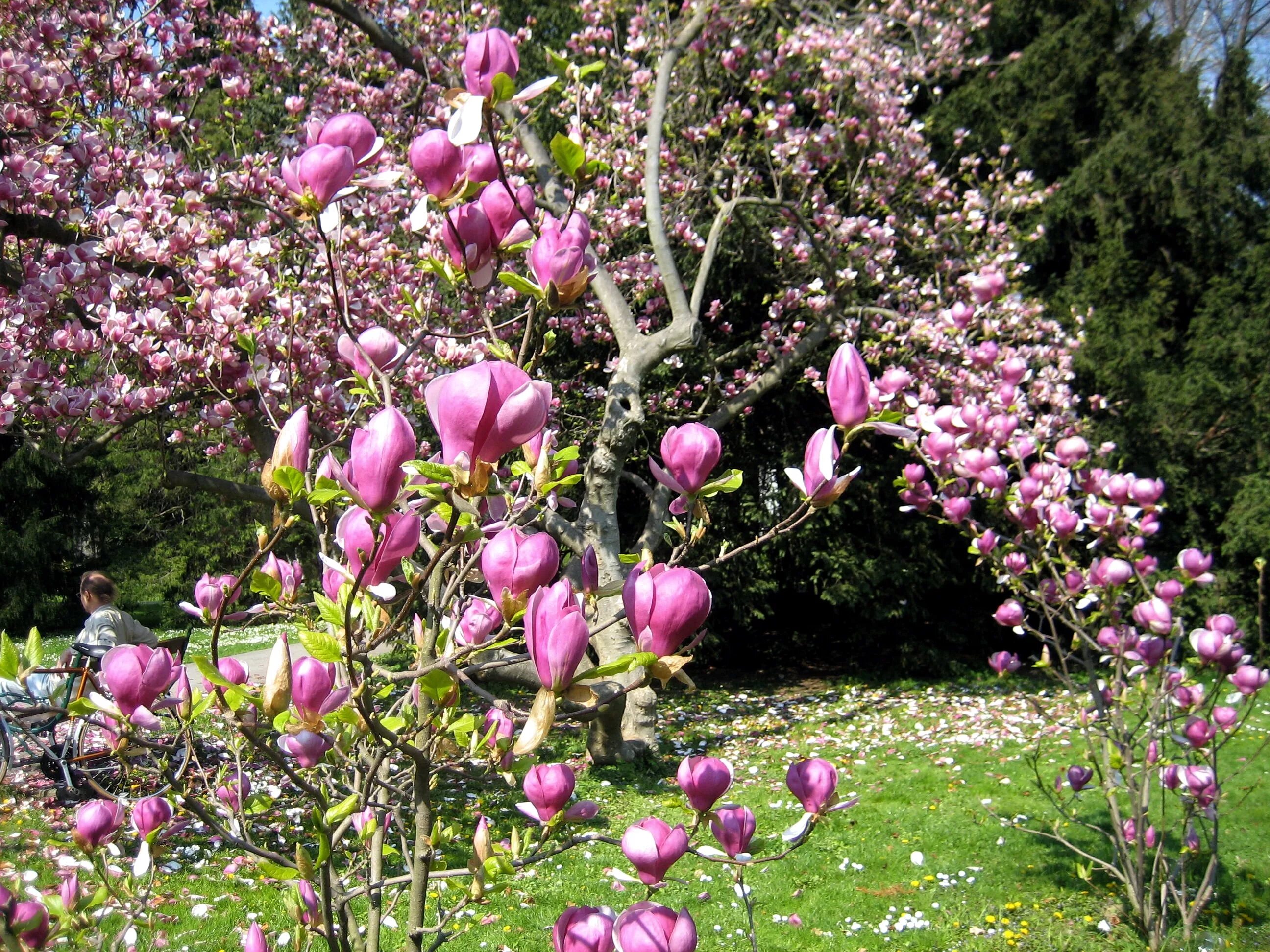 Магнолия суланжа фото и описание кустарника Free Images : tree, blossom, flower, spring, botany, garden, flora, flowers, shr