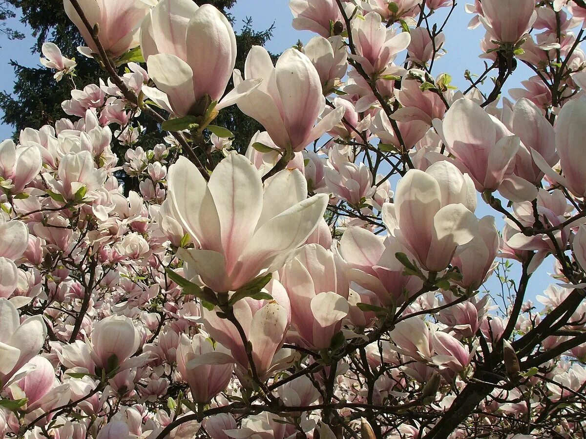 Магнолия суланжа фото и описание кустарника Magnolia × soulangeana - Wikipedia