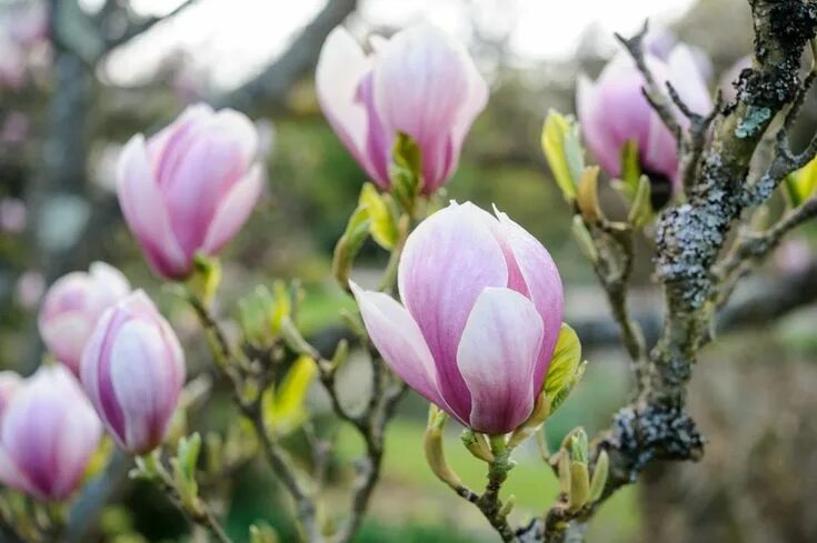 Магнолия суланжа фото и описание кустарника Magnolia x soulangeana 'Alexandrina' Small gardens, Small garden uk, Small trees