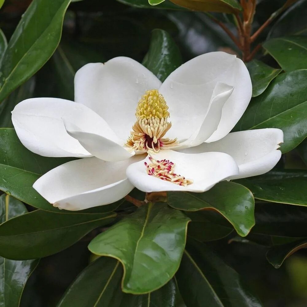 Магнолия тамбовская ул 20 фото Магнолия крупноцветковая Пурпан Magnolia grandiflora Purpan 180л (И) - саженцы к