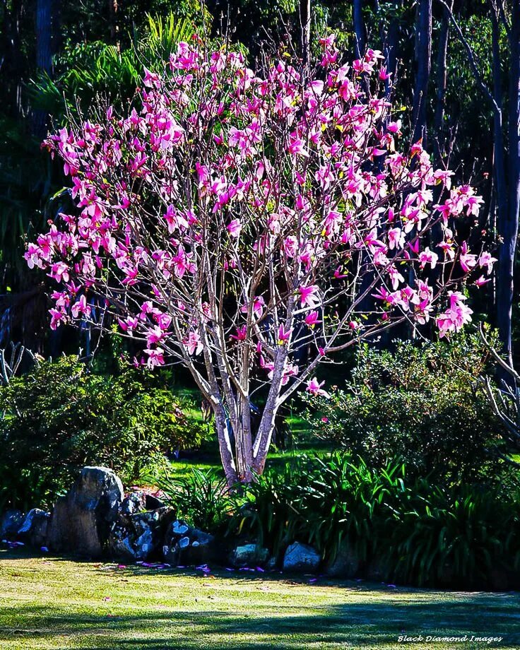 Магнолия цветет фото дерево фото Ann Magnolia Magnolia trees, Landscaping trees, Magnolia