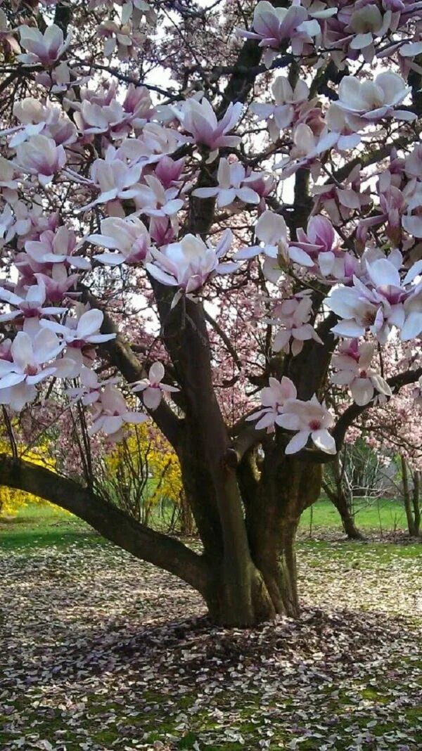 Магнолия цветет фото дерево фото Magnolie düngen: So wird Ihr Magnolienbaum prächtig im Frühling blühen Flowering