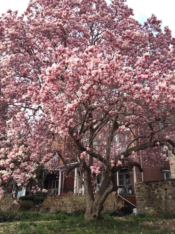 Магнолия цветет фото дерево фото PHILLY TREES: Notable Trees List in 2024 Backyard garden landscape, Beautiful ga