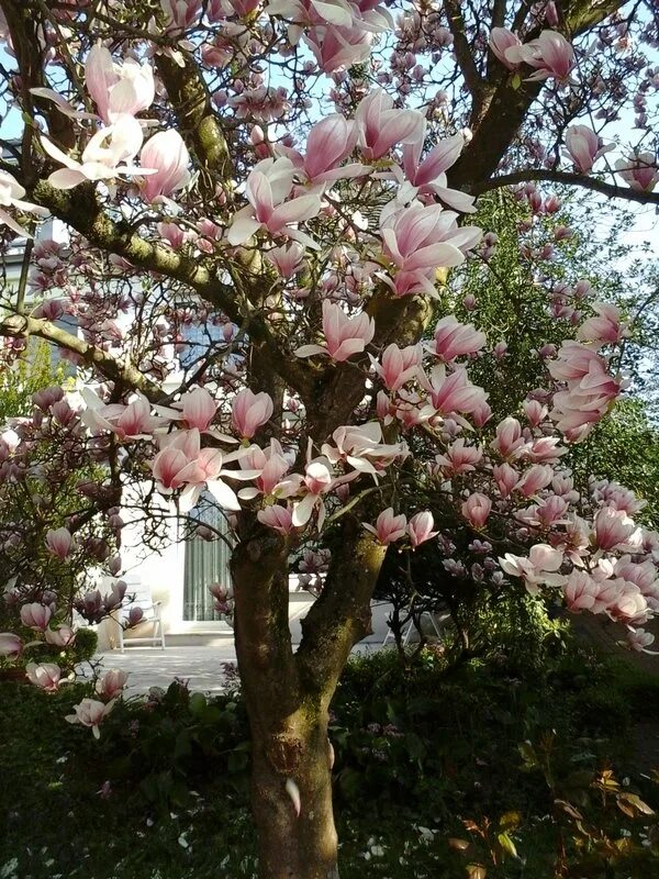 Магнолия цветет фото дерево фото Amazing flowering magnolia trees....Wunderschöne blühende Magnolienbäume..5 drea