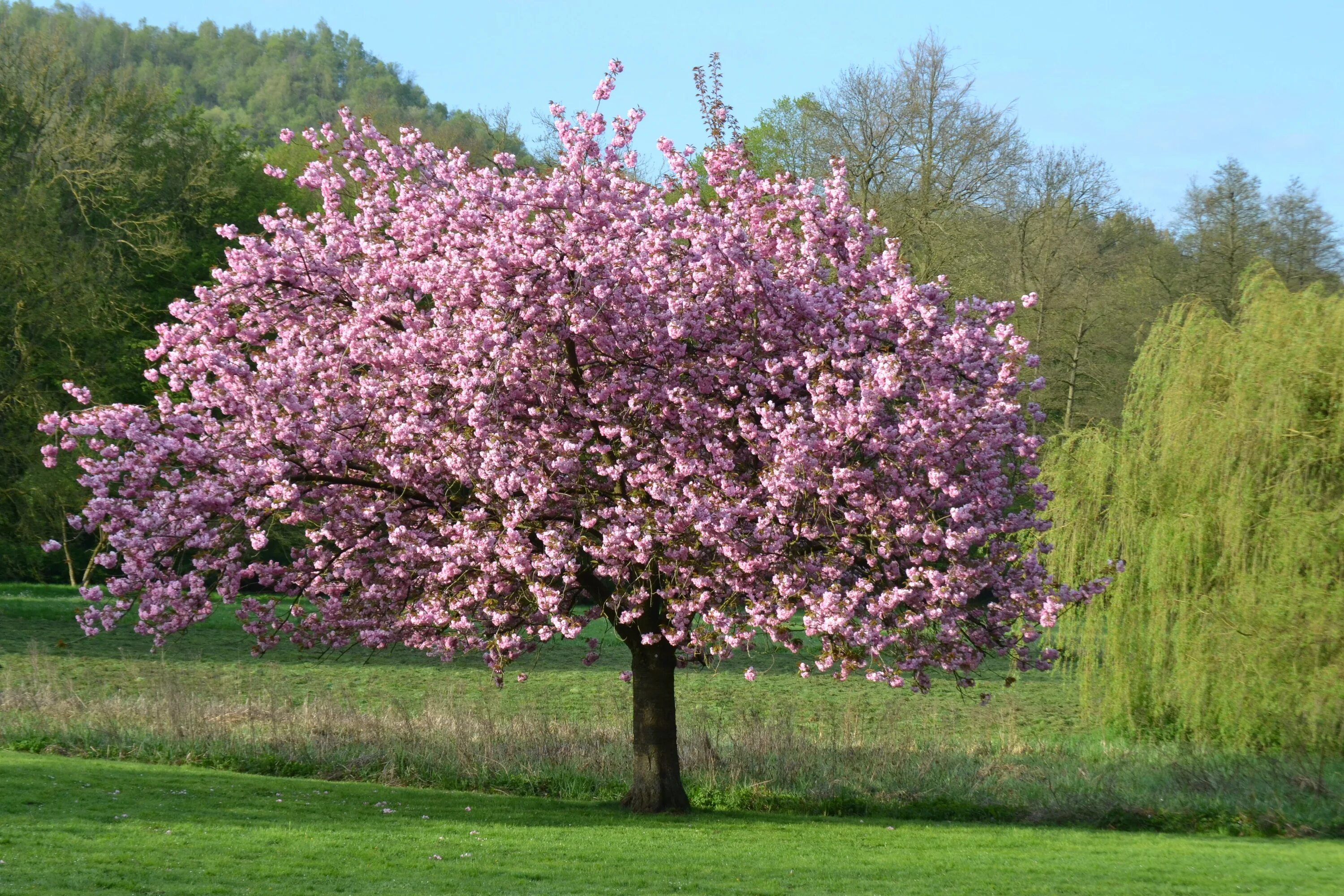 Магнолия цветет фото дерево фото Free Images : landscape, tree, nature, branch, flower, produce, park, botany, ch