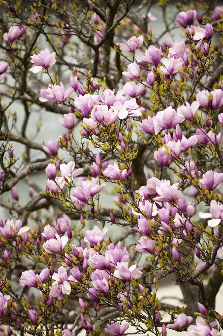 Магнолия цветет фото дерево фото Tips for Growing Potted Magnolia Trees on Your Patio Magnolia trees, Garden tree
