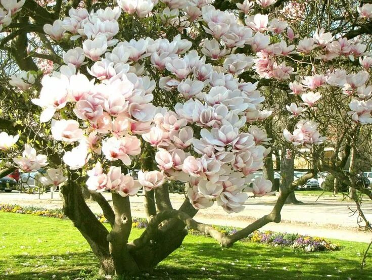 Магнолия цветет фото дерево фото Pin on Beautiful flowers images Beautiful flowers images, Beautiful flowers, Flo