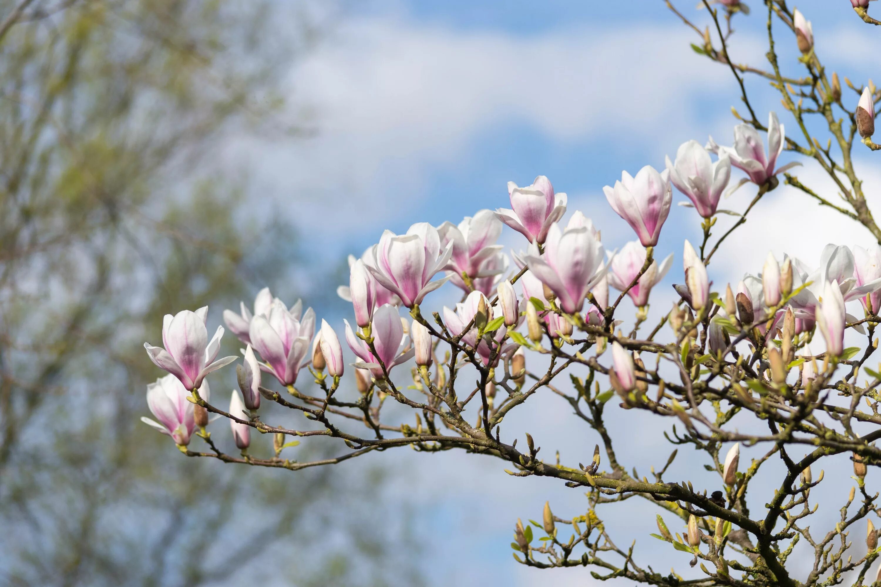 Магнолия цветет фото дерево фото Free Images : tree, nature, branch, blossom, flower, petal, spring, natural, par