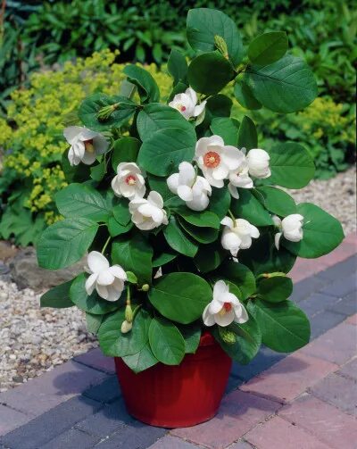 Магнолия цветок комнатный в горшке фото Магнолия крупноцветковая (Magnolia grandiflora)