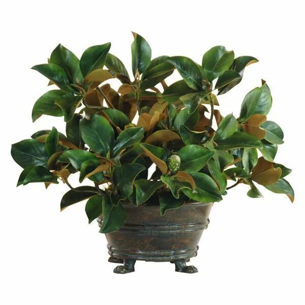 Магнолия цветы фото в горшке Easy, All-Foliage Container Garden Recipes Better Homes & Gardens Container gard