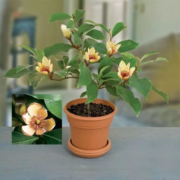Магнолия цветы фото в горшке Banana Shrub (Magnolia figo) Fragrant plant, Fragrant garden, Planting flowers