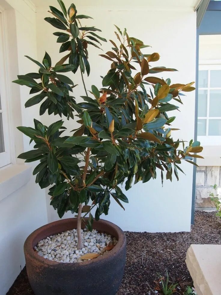 Магнолия цветы фото в горшке The large leaves on the Magnolia Little Gem are a dark green colour on top of th