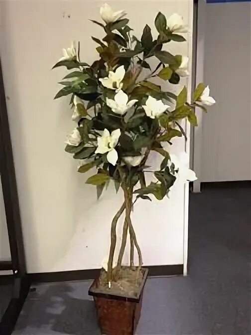 Магнолия цветы фото в горшке Magnolia Tree 6' Ivory - Indoor Plants Magnolia trees, Plants, Indoor plants