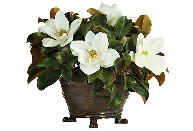 Магнолия цветы фото в горшке 24" Magnolia in Urn, White on OneKingsLane.com Flower pots, Flower arrangements,