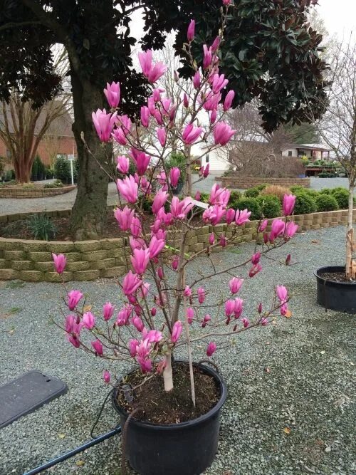 Магнолия цветы фото в горшке Magnolia - Ann 15g (Magnolia x 'Ann') Flowering shrubs, Magnolia trees, Spring g