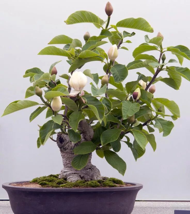 Магнолия цветы фото в горшке Magnolia Bonsai (With images) Bonsai tree