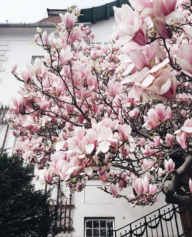 Магнолия ул 8 марта 6 22 фото Pin by Daria on Magnolia ☄ Pretty flowers, Bloom, Spring photos