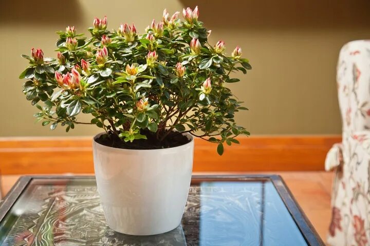Магнолия в горшке фото Купить Цветочный горшок с большой крышкой MAGNOLIA Gloss 180 зл.: отзывы, фото и