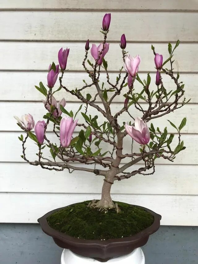 Магнолия в горшке фото Ann Magnolia April 2019 : Bonsai Bonsai tree care, Bonsai tree, Bonsai