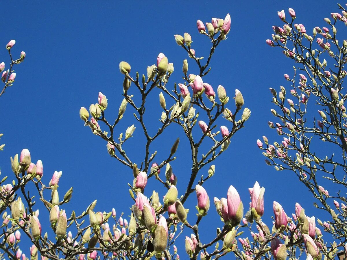 Магнолия в калининграде фото File:20190318 Magnolia x soulangeana 3.jpg - Wikimedia Commons