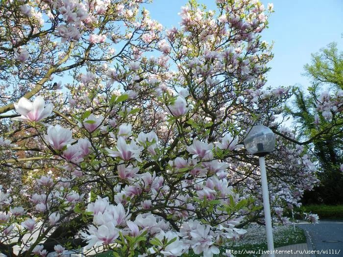 Магнолия в калининграде фото Magnolienregen / Магнолиевый дождь. Обсуждение на LiveInternet - Российский Серв