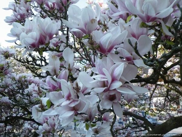 Магнолия в крыму фото Цветут магнолии в саду... - ♥ День Рождения!! * Поздравляйте Друзей, Родных и Бл