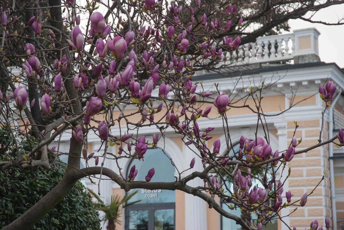 Магнолия в крыму фото КОРОЛЕВА ВЕСНЫ В ЯЛТЕ - ПРО КРЫМ И НЕ ТОЛЬКО... ОТ ЮРИЯ Т. - ЖЖ