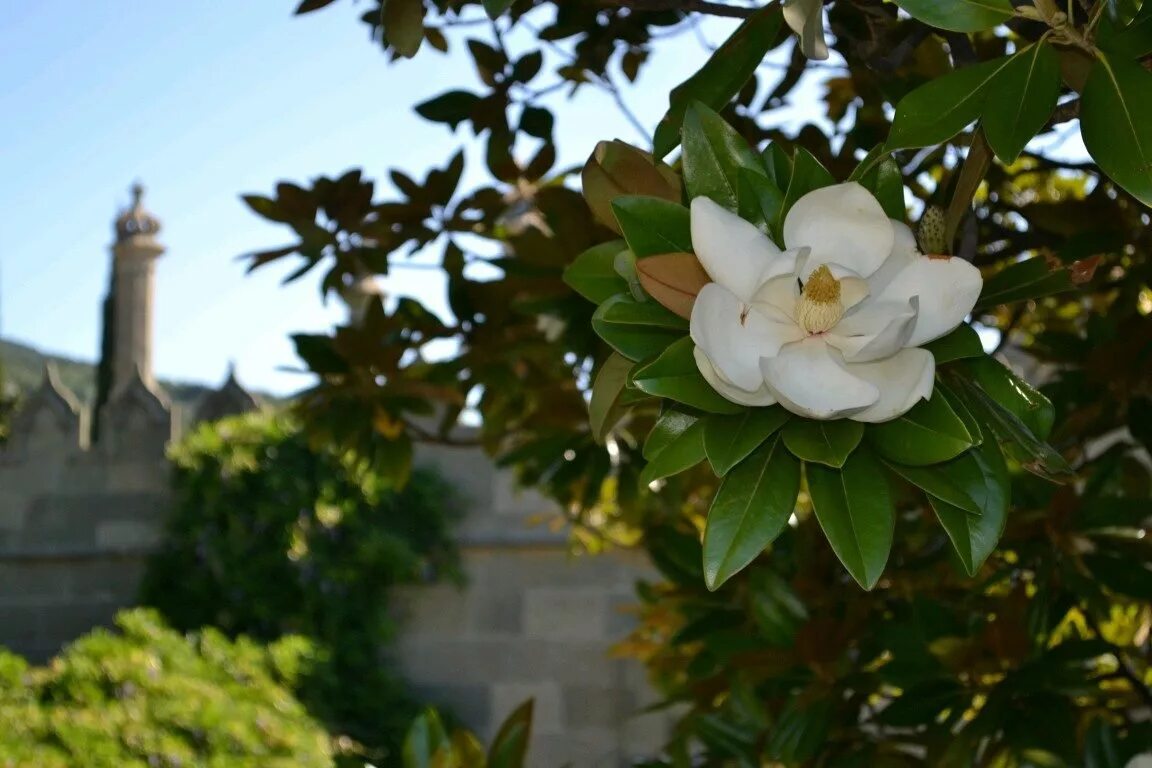 Магнолия в крыму фото Воронцовский дворец,Алупка,Крым, :: Юлия - Социальная сеть ФотоКто