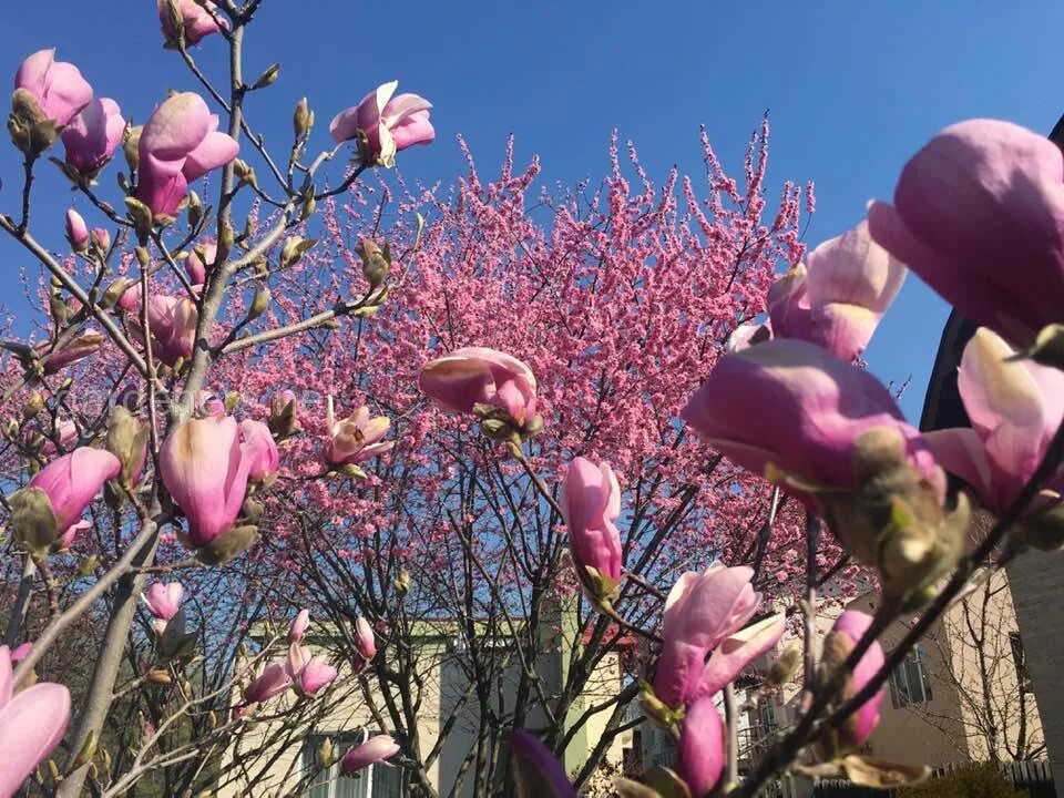 Магнолия в крыму фото Почему не цветет магнолия Огородники