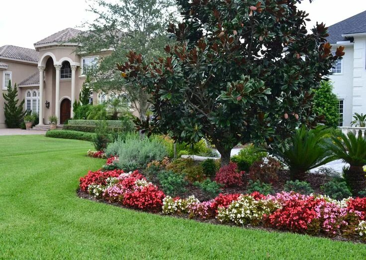 Магнолия в ландшафтном дизайне Landscaping idea/Begonia flower bed gives great contrast with the beautiful magn