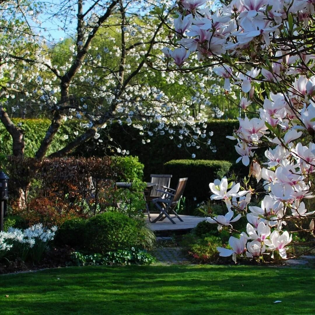 Магнолия в ландшафтном дизайне A magical late afternoon in my spring garden. #magnolia #cherryblossom #narcissu