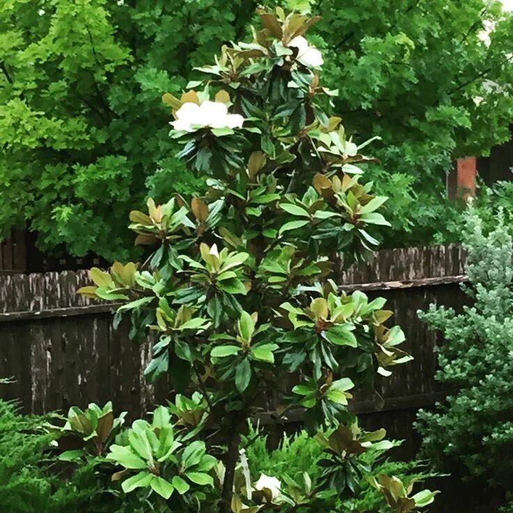 Магнолия в ландшафтном дизайне Little Gem Magnolia Tree in our backyard Jardins