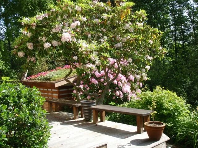 Магнолия в ландшафтном дизайне Gardening & Gardening - the garden in spring Gardening Landscaping shrubs, Moder