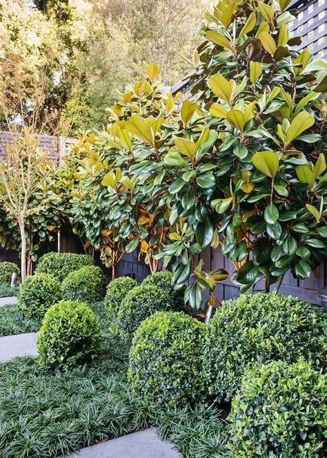 Магнолия в ландшафтном дизайне 10 популярных идей на тему "hamptons style gardens" для вдохновения