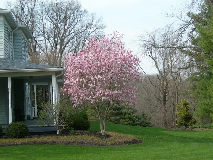 Магнолия в ландшафтном дизайне Magnolia x Jane Trees for front yard, Front yard landscaping, Ornamental trees