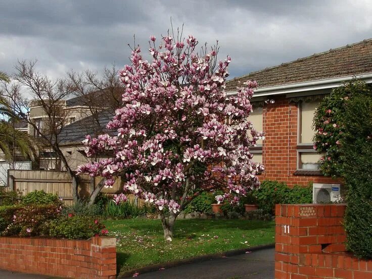 Магнолия в ландшафтном дизайне Best Trees to Plant for Curb Appeal Trees to plant, Trees for front yard, Crape 
