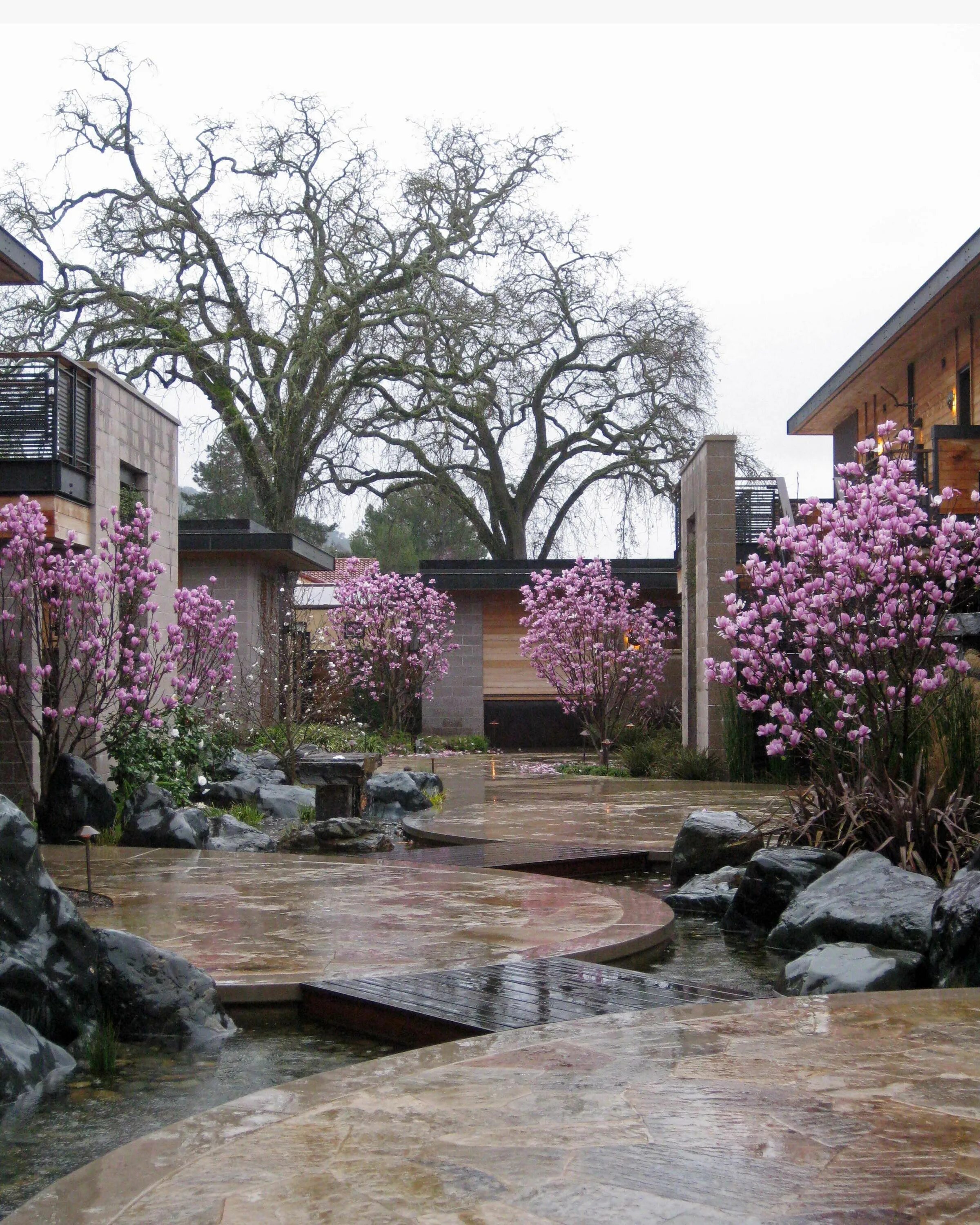 Магнолия в ландшафтном дизайне Magnolia courtyard Garden spaces, Small gardens, Dream garden