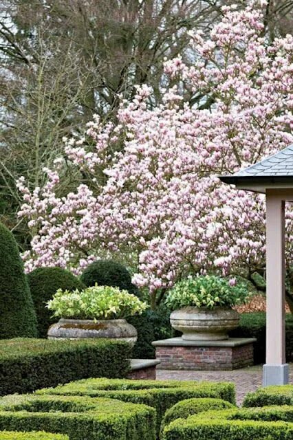 Магнолия в ландшафтном дизайне Rule for Pots Cottage garden design, Garden design, Garden inspiration