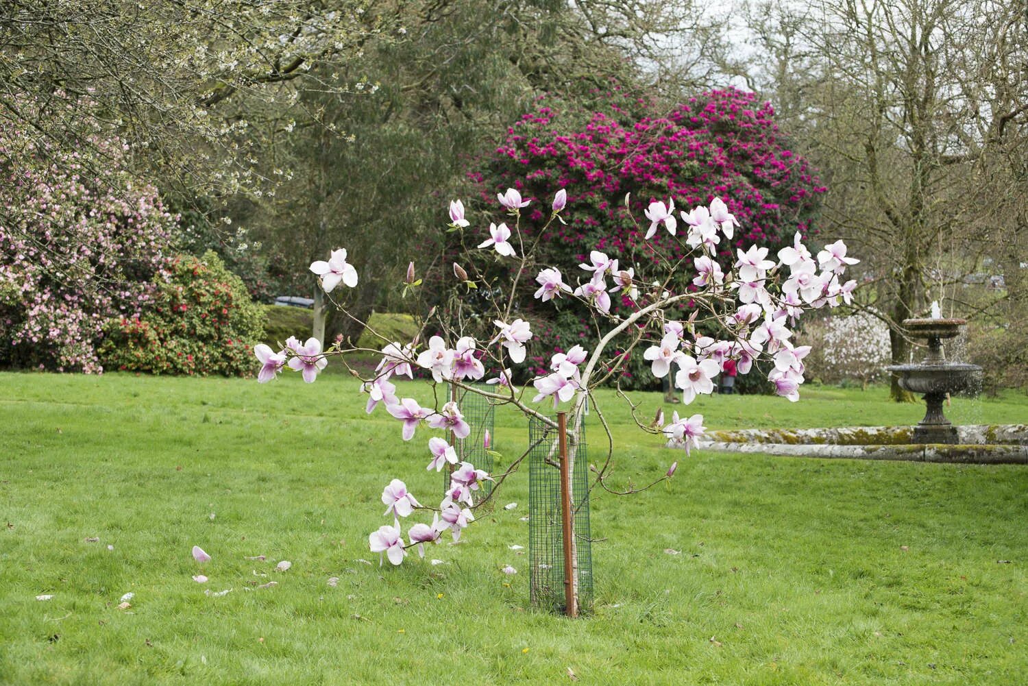 Магнолия в ландшафтном дизайне Flowering Magnolias: 7 Favorite Trees to Plant - Gardenista