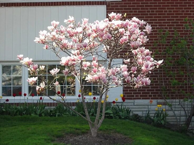 Магнолия в ландшафтном дизайне Magnolia Jane Jane magnolia, Potted plant landscaping, Magnolia