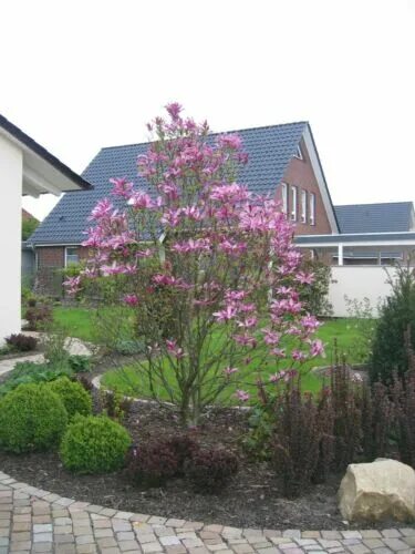 Магнолия в ландшафтном дизайне Magnolia Liliiflora Shrub 10 Seeds, Mulan Tulip Lily Magnolia, Ships From USA eB