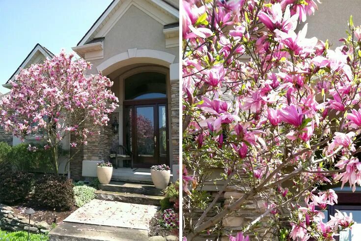 Магнолия в ландшафтном дизайне Betty' Magnolia is beautiful by an entry but you have a lot of petals to sweep u