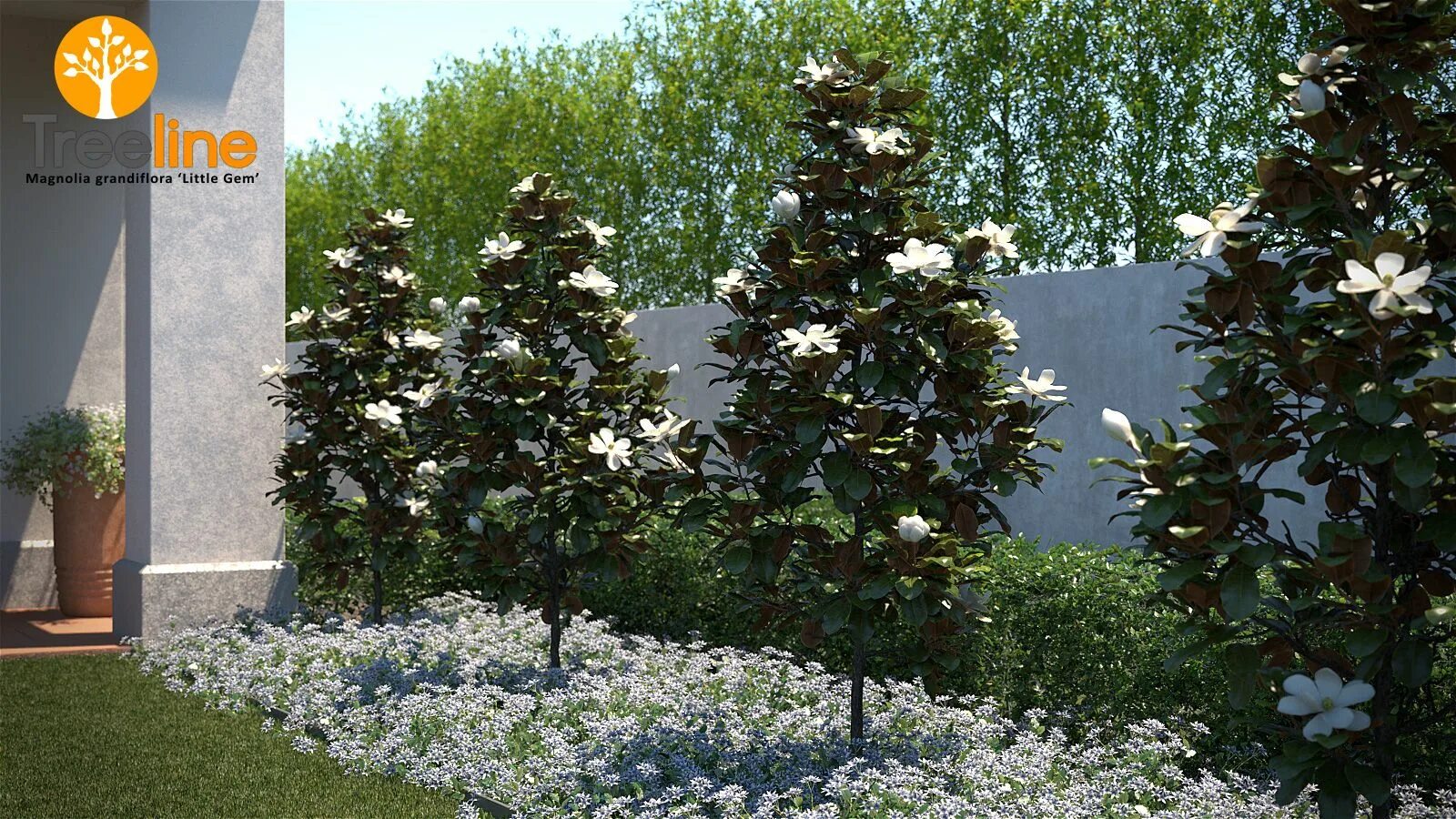 Магнолия в ландшафтном дизайне Magnolia grandiflora 'Little Gem' Magnolia tree landscaping, Magnolia grandiflor