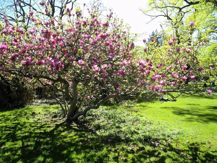 Магнолия в ландшафтном дизайне back wall or front garden - Magnolia × soulangeana 'Lennei' Tuin, Magnolia, Tuin