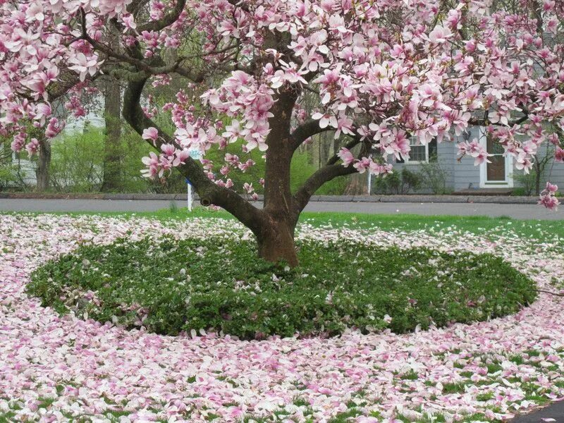 Магнолия в ландшафтном дизайне Maybe I should put a Japanese Magnolia in my yard... #landscapefrontyardmidwest 