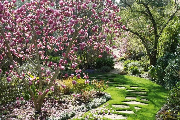 Магнолия в ландшафтном дизайне фото Growing Magnolias Made Easy Magnolia gardens, Garden features, Magnolia trees
