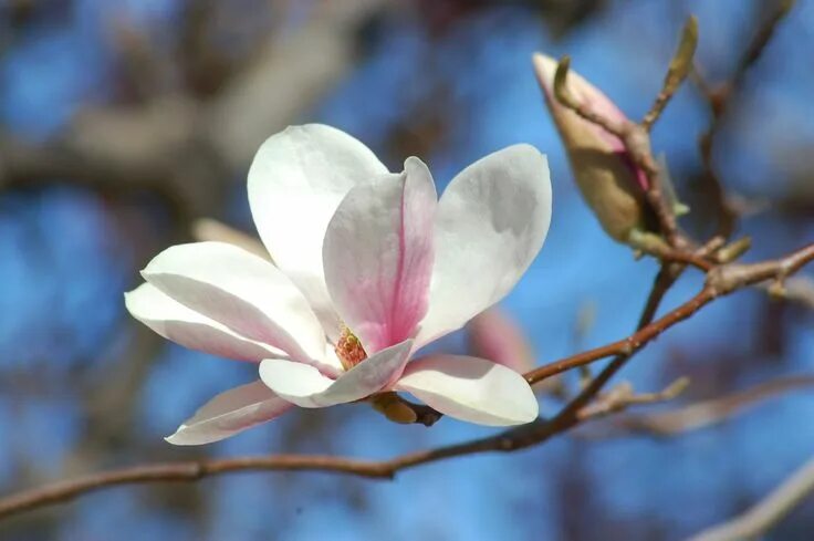 Магнолия в цвету фото Saucer Magnolia: A Staple of Spring Flowering trees, Saucer magnolia tree, Magno