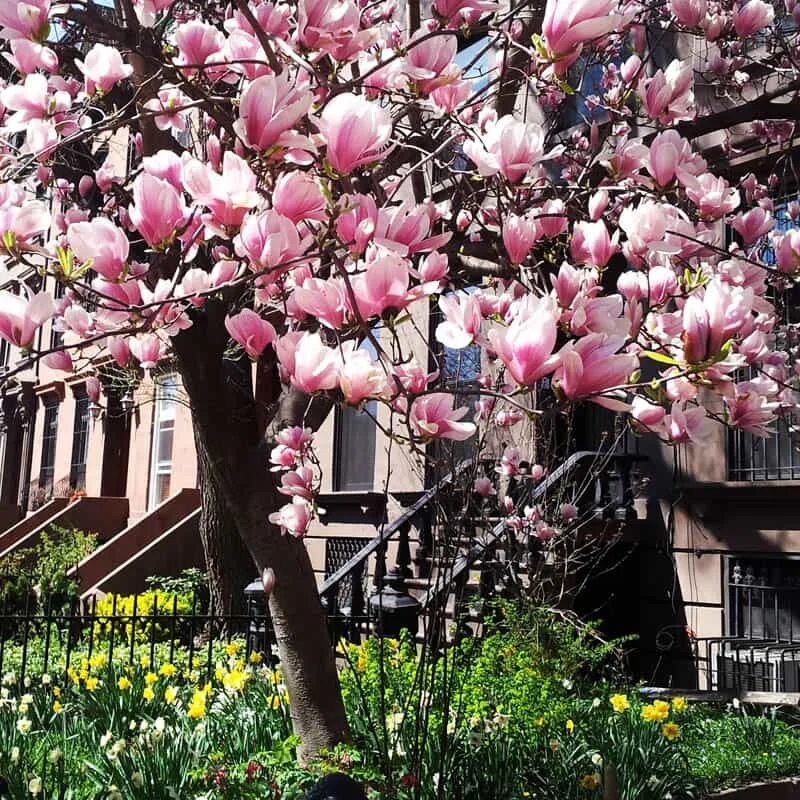 Магнолия в цвету фото DIY: How to Grow Your Own Magnolia Tree