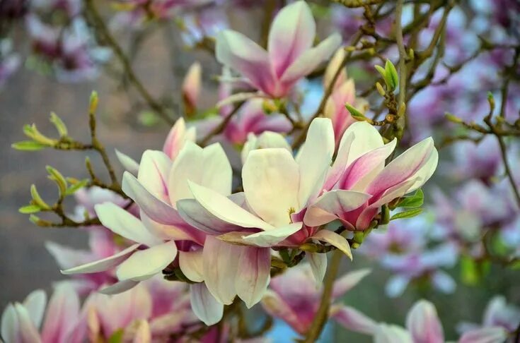 Магнолия в цвету фото FLOR MAGNOLIA - Pesquisa Google Magnolia trees, Organic gardening, Magnolia