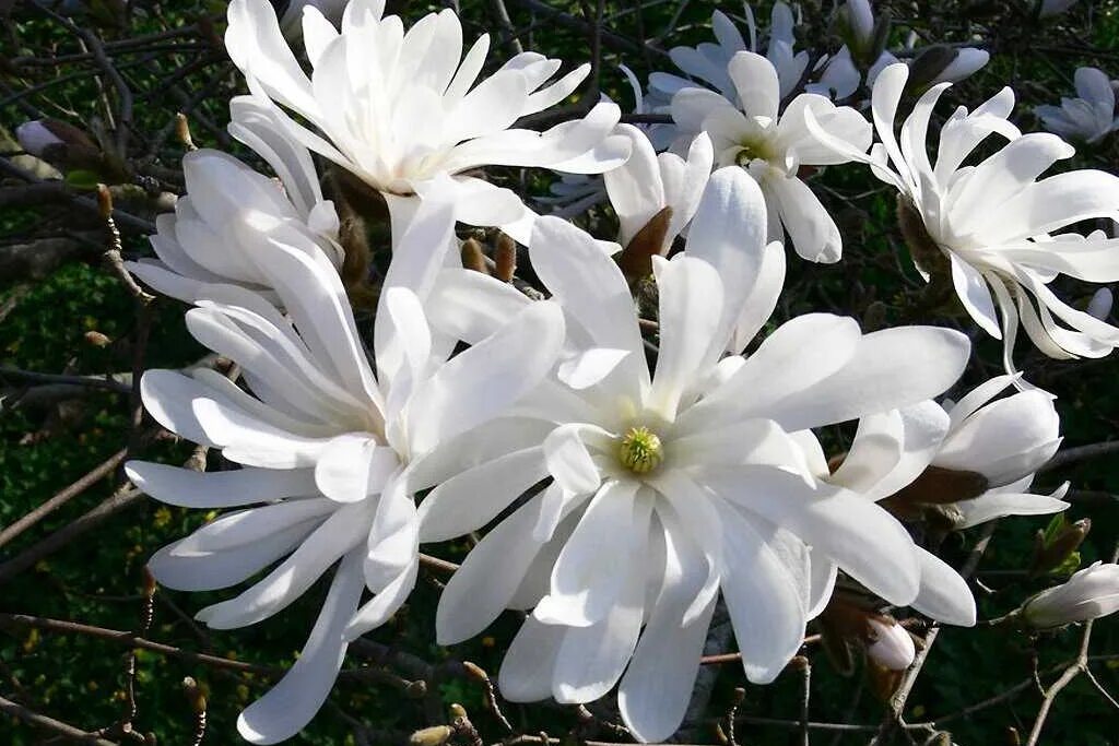 Магнолия звездчатая фото и описание кустарника Магнолия звездчатая (Magnolia stellata) С3 - Питомник Летний сад